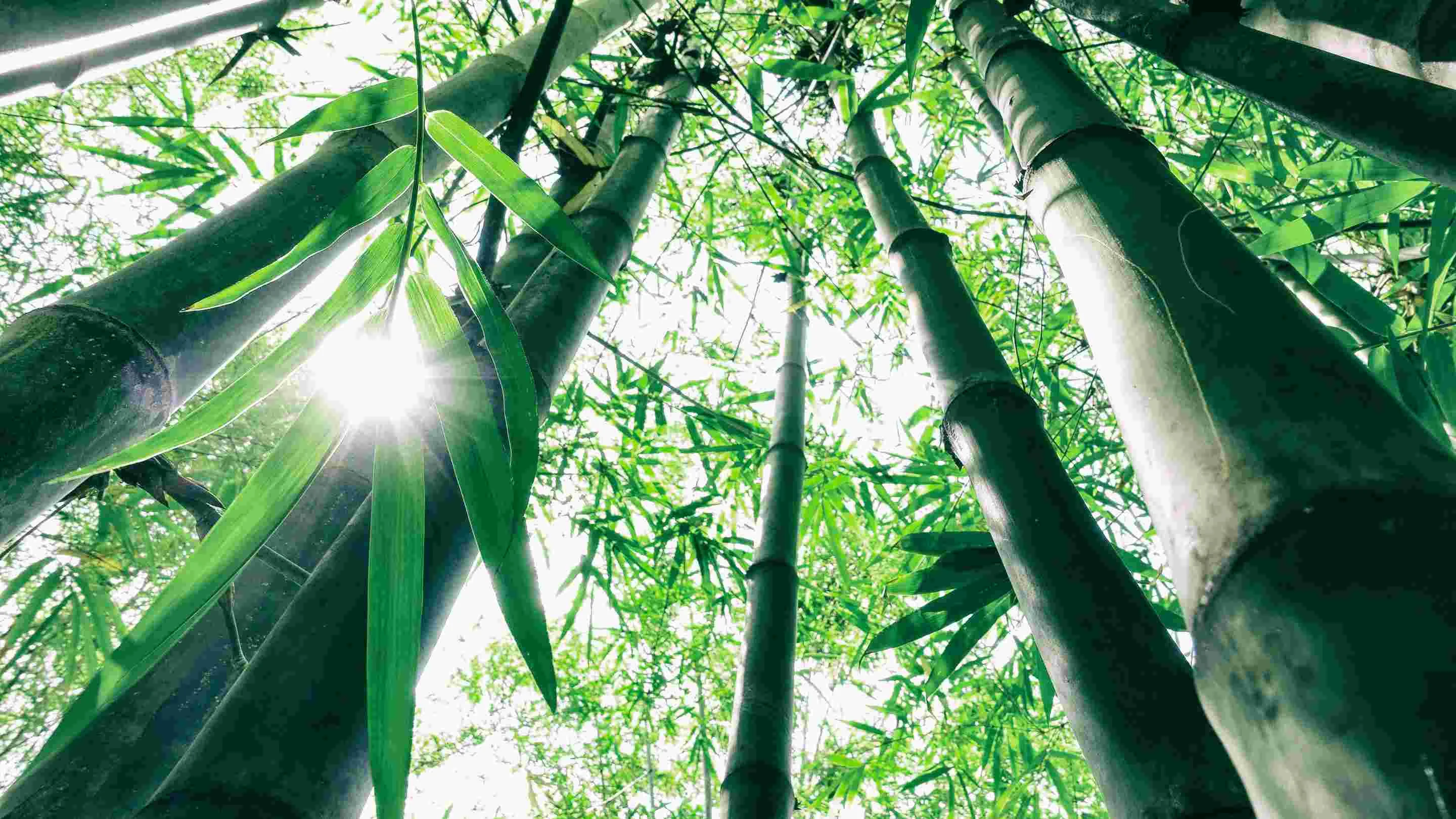 BambooPark Nature